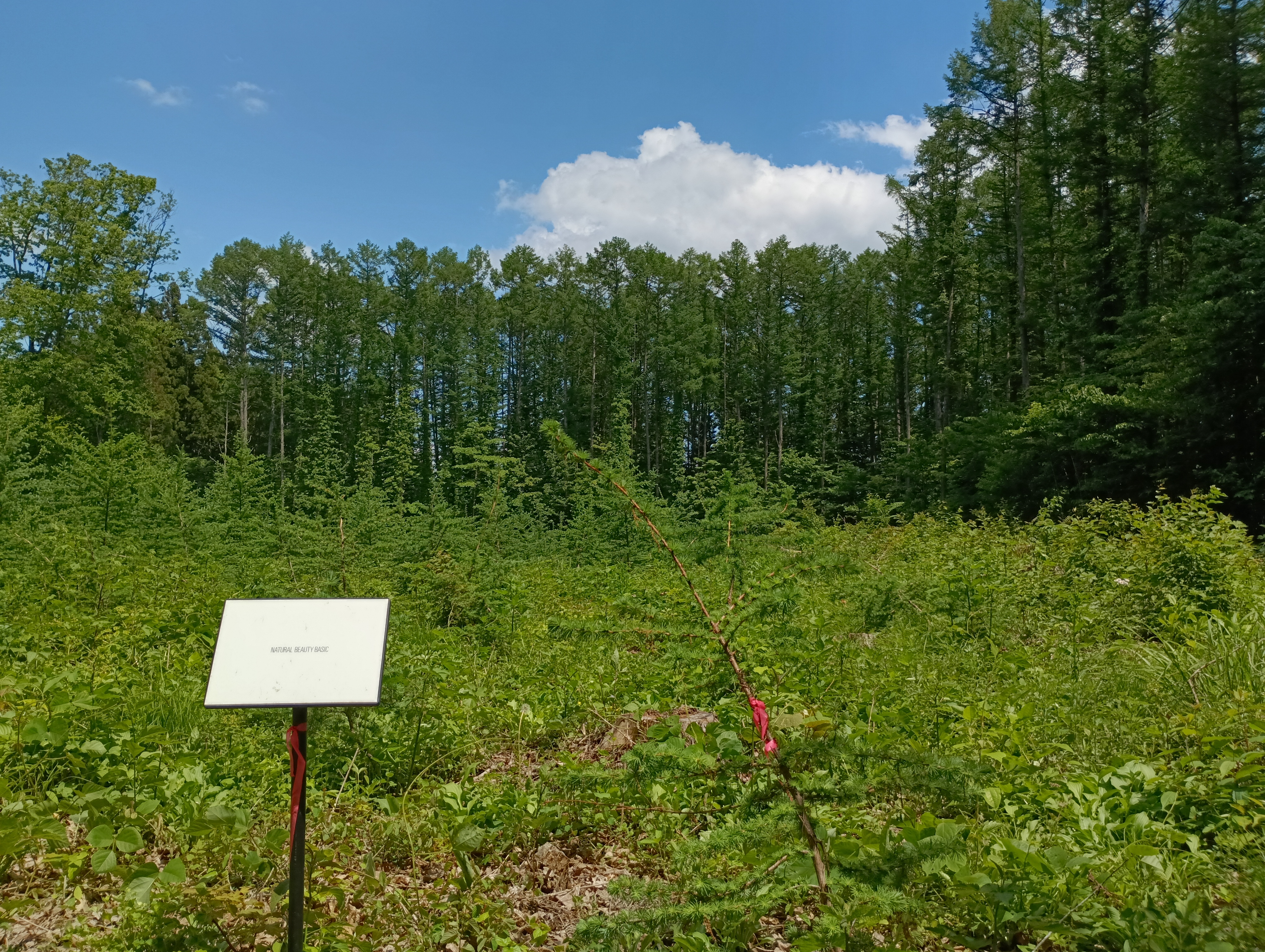 NATURAL BEAUTY BASIC_2025_1.JPG